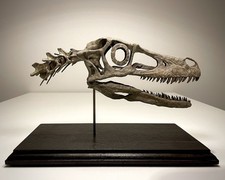 Teschio Velociraptor - Teschio