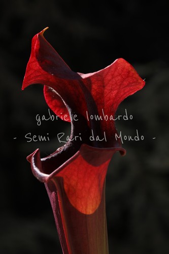 Sarracenia metallized xl - sarracenia,