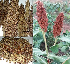 100 Semi Sorgo Bruno Sorghum Bicolor Brown Saggina Great Millet seeds