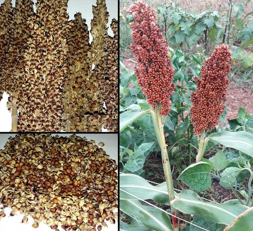100 semi sorgo - 100, sorghum