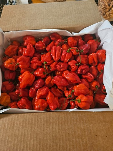 Peperoncino rosso fresco