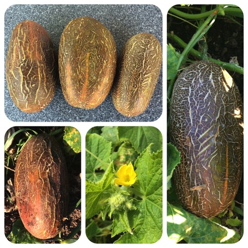 Cetriolo indiano sikkim - cetriolo,
