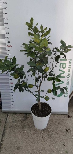 Pianta limone lunario in - pianta, di