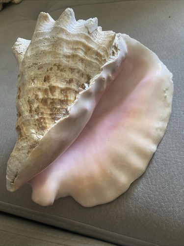 Conchiglia grande gigante - conchiglia,