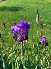 10 rizomi IRIS + in regalo:3 rizoma;1 bs di semi di girasole;1 bs semi calendula