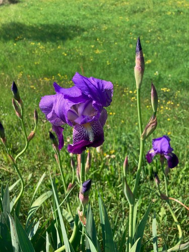 Rizomi iris in - iris, +