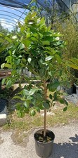 Pianta limone 4 stagioni - , di