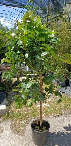 Pianta limone 4 stagioni - ,