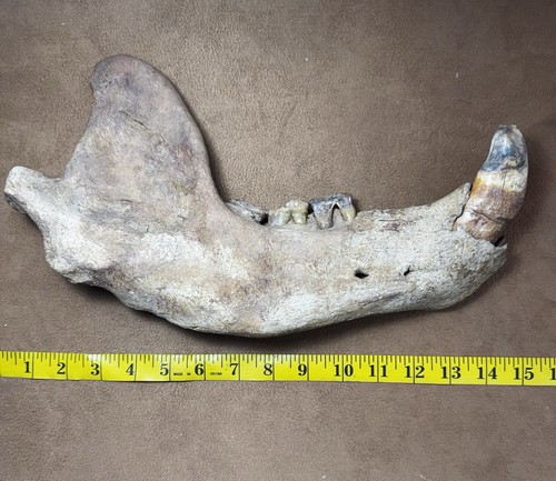 Orso delle caverne mascella