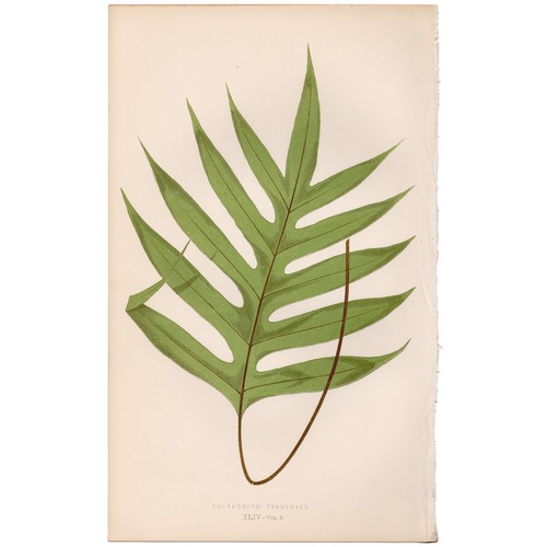 Antica stampa botanica 1872