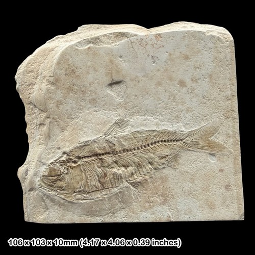 Monte bolca fossil teleost - monte,