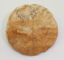 Riccio di mare, Scaphechinus