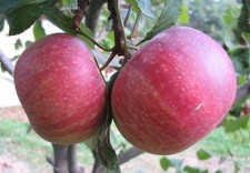 Pianta melo varietà mela - di,