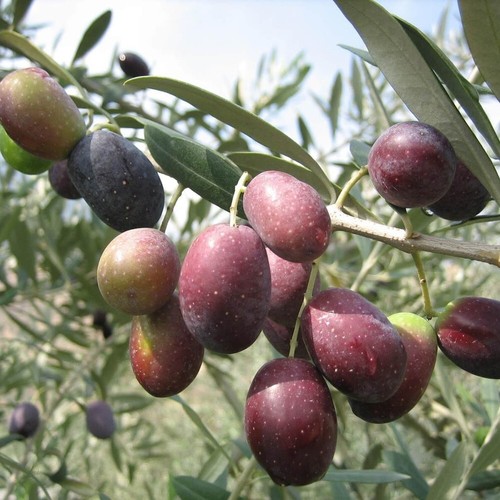 Pianta olivo leccino in - leccino,