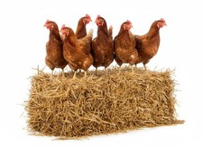 Lettiera in Paglia Depolverata Bio 10 Kg per Polli Cavalli Galline Asini Puledri