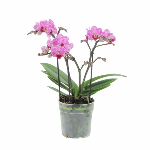 Kentis orchidea phalaenopsis - -,