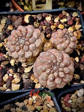 PIANTA CACTUS COPIAPOA HYPOGEA