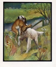 CANE Setter inglese caccia, dell'artista Edwin Noble, stampa antica di qualità