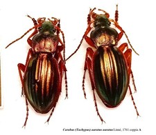 Carabidae CARABINAE Carabus