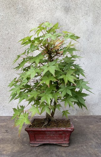 Bonsai acero palmato - bonsai, di