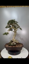 Bonsai Di Olivastro Yamadori