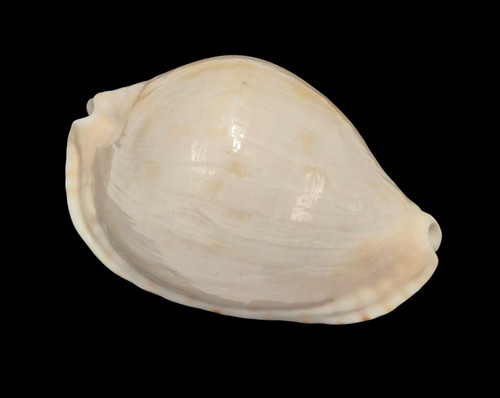 Conchiglia shell cypraea zoila - conchiglia,