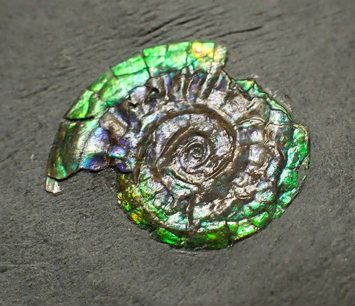 Green iridescent caloceras - green,