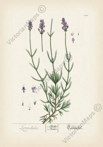 Poster stampa arte fiore - , erba