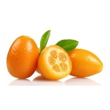 PIANTA ALBERO KUMQUAT