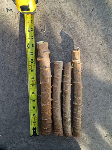 Yuca cassava large cuttings - 4,