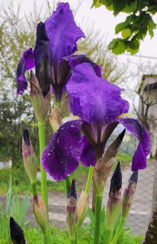 Rizomi iris germanica - rizomi,