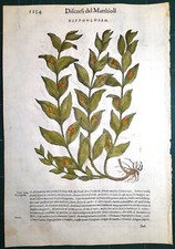 Stampa antica MATTIOLI