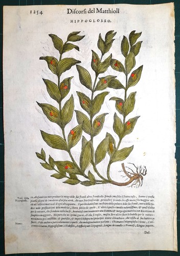 Stampa antica mattioli - stampa,