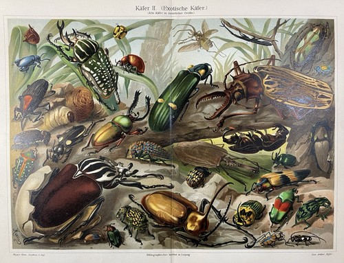 Grafica antica fauna insetti - grafica,
