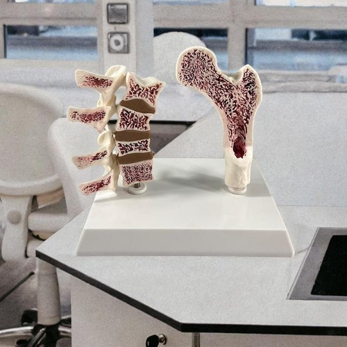 Modello anatomia - modello, di