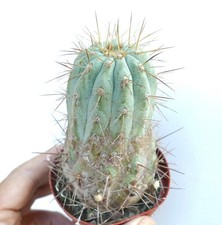 Copiapoa gigantea AR10 -  -