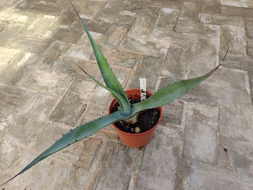 Agave ovatifolia rara planta - ovatifolia,