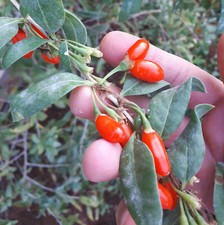 PIANTA DI GOJI – LYCIUM BARBARUM – SUPERFRUTTO - FRUTTI DI BOSCO – DA PUGLIA