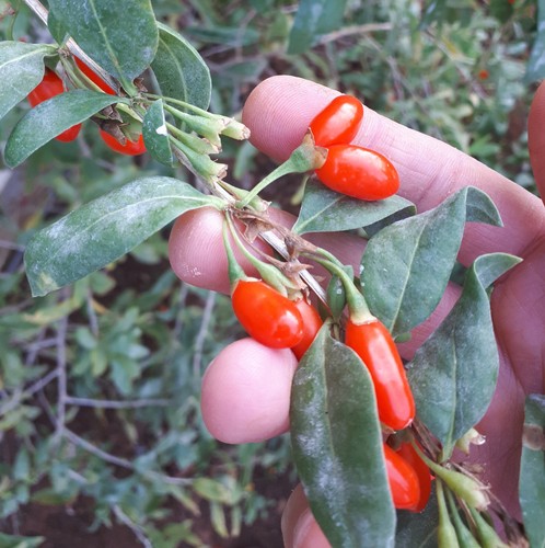 Pianta goji lycium - goji, –