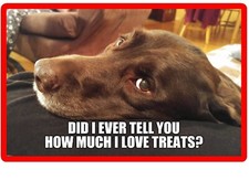 Funny Chocolate Labrador