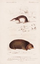 Talpe Talpa Sorex Araneus Topo