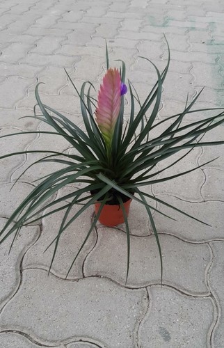 Tillandsia cyanea - tillandsia,