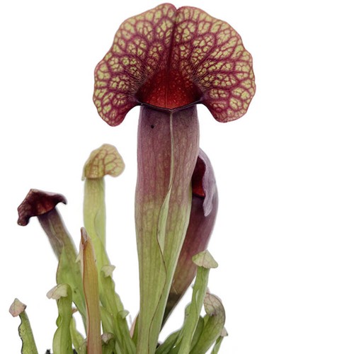 Sarracenia ahlesi redneck - sarracenia, 'ahlesi