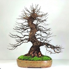 Ulmus parvifolia 46 cm, 30 anni, nebari 15 cm, vaso artigianale 26 cm, Japanulme