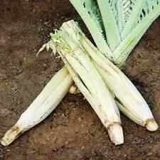 400 SEMI DI CAVOLO FIORI "Snowball" 1 GRAMMO + regalo