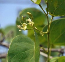 Bauhinia racemosa | Bidi Leaf