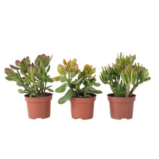 3 Pianta di Giada Crassula