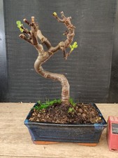 bonsai di fico  h 30 cm visita