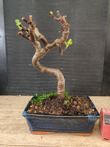 Bonsai fico 30 cm - fico,