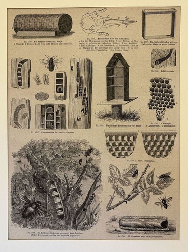 Apicoltura alveare hive 1875 - alveare,